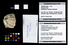 Foto (Objekt + Etikett) von Longodromites angustus (Reuss 1858)  (NHMW-GEO-1990-0041-2623)
